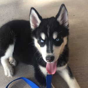 Meet your Posher, Paul